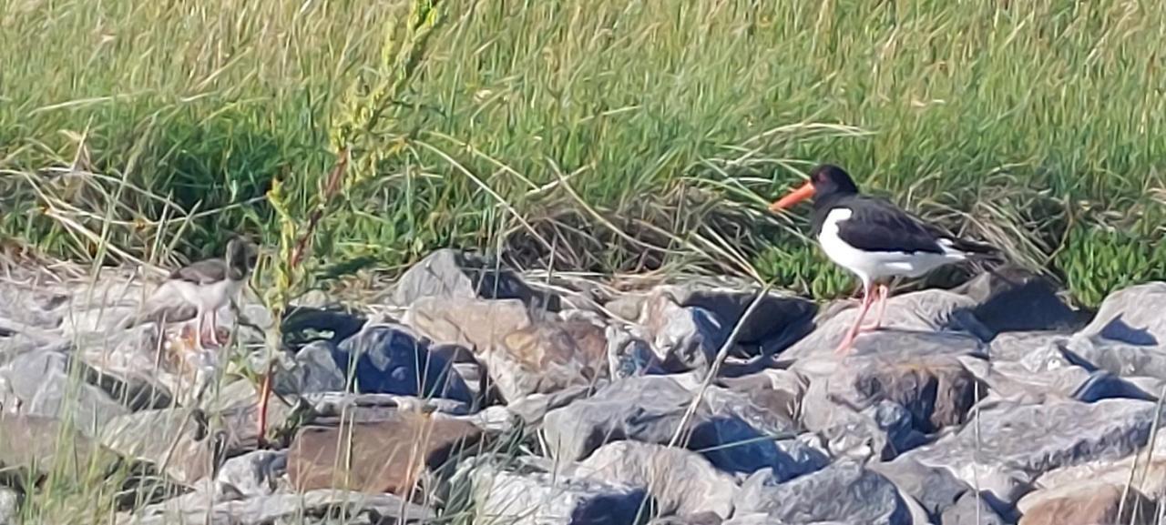 Seevilla Wietjes Whg 3 Baltrum Bagian luar foto